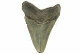 Serrated, Fossil Megalodon Tooth - North Carolina #219495-1